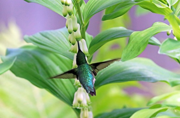 Hummer And Solomon Seal by Deb Oppermann